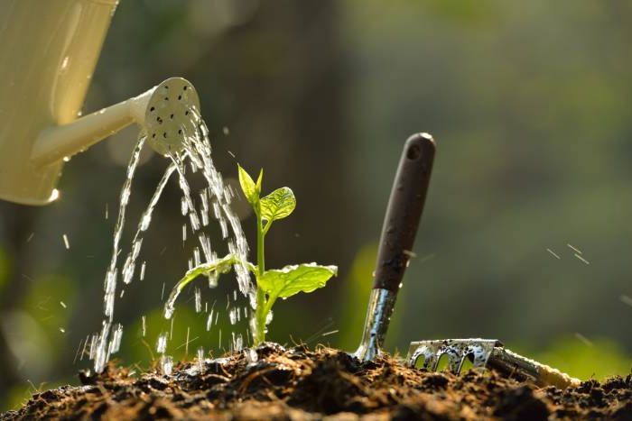Gießkanne gießt kleine Pflanze
